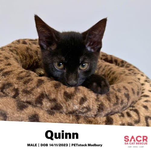 Quinn