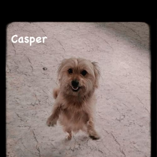 Casper 