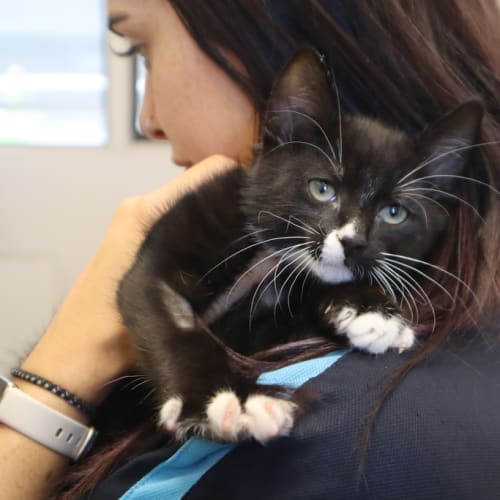 Mittens