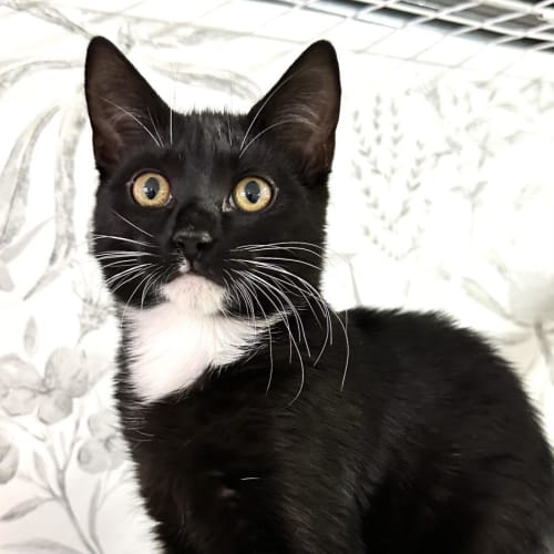 Josie - Located in Fawkner