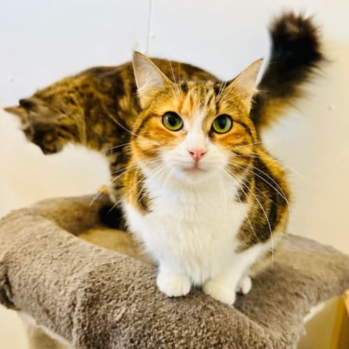 JD & Zelda - Located in Preston