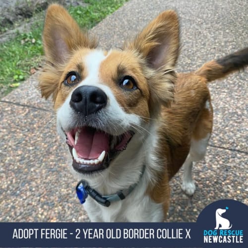 Fergie - 2 Year Old Border Collie X (Trial)