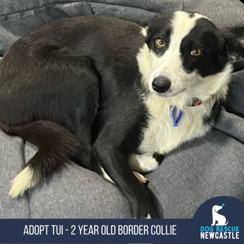 Tui - 2 Year Old Border Collie