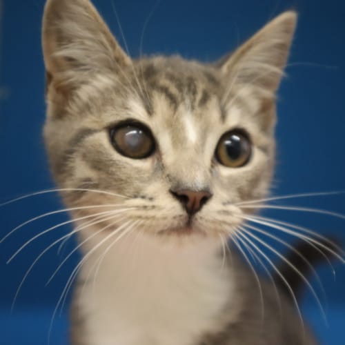 Binx