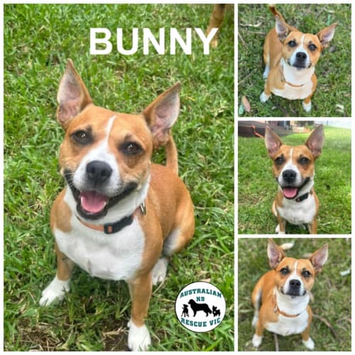 Bunny 