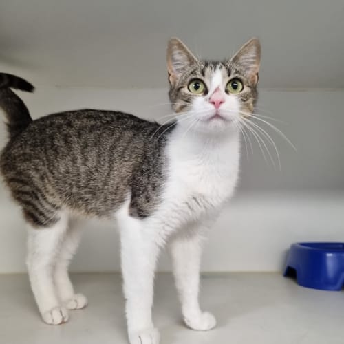 Olive (bonded With Gypsy)