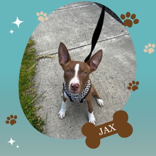 Jax