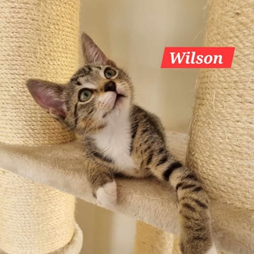 Wilson