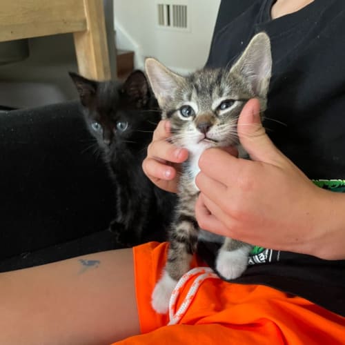 Prince Ali Meow Meow