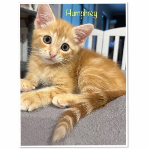Humphrey 