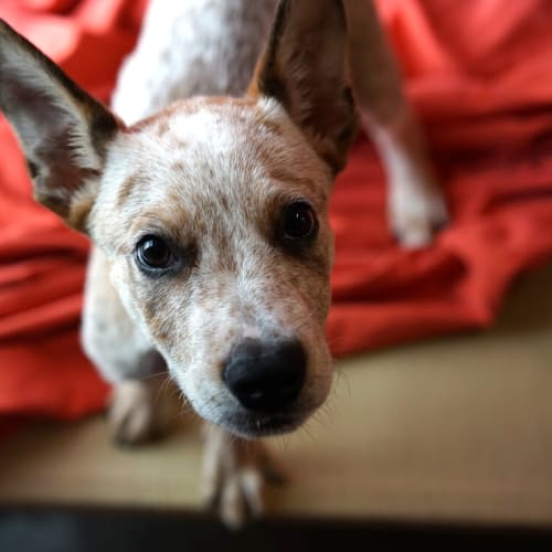 Buster