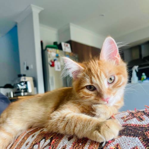 Biscuit maker Jericho