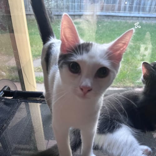 Rory meet me at Petstock Chelsea store