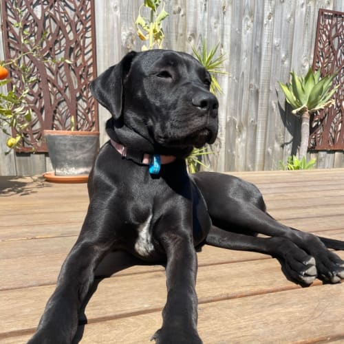 Nala