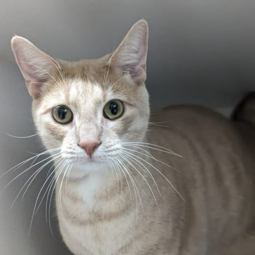 🌱 Samson F02809 🌱