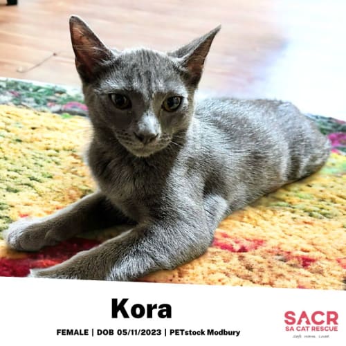 Kora