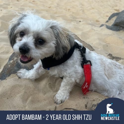 BamBam - 2 Year Old Shih Tzu (Trial)