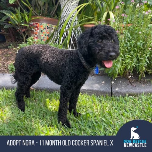 Nora - 11 Month Old Cockapoodle (Trial)