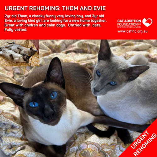 Thom and Evie Private Rehoming No Charge!
