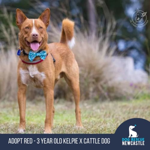 Red - 3 Year Old Kelpie X Cattle Dog (Trial)