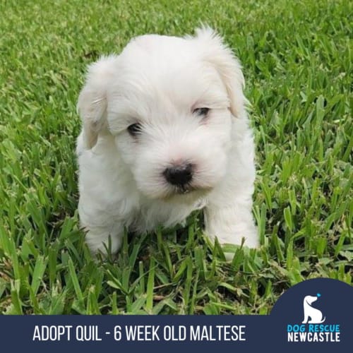 Quil - 6 Week Old Maltese (Trial)