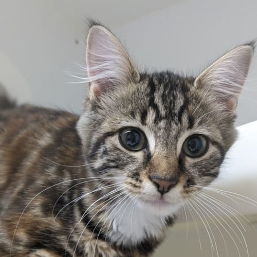 🧨 Saffron F02806 🧨