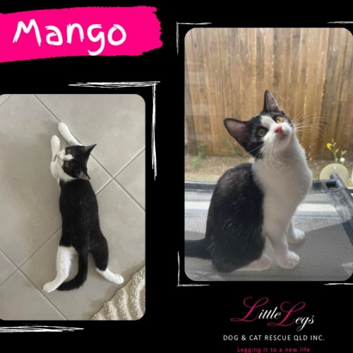 Mango