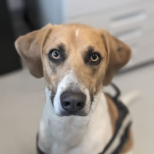 🥨 Buddy C04846 🥨