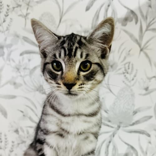 Mallee - Loacted in Preston