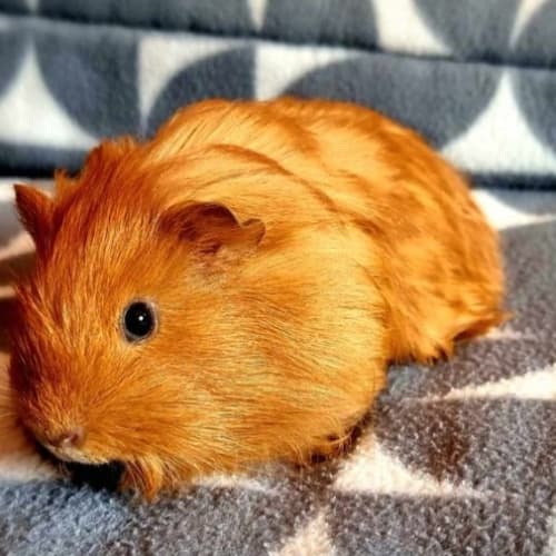 Biscuit