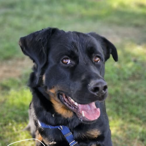 Enzo