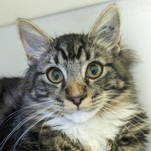 🍫 Malteasers F02812 🍫