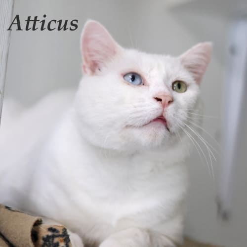 Atticus