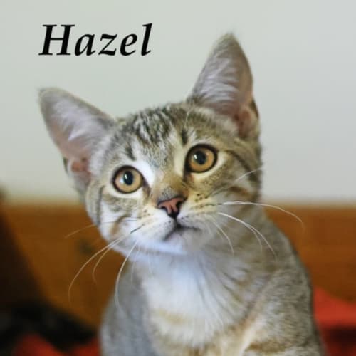 Hazel - Petstock