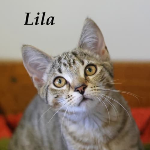 Lila - Petstock