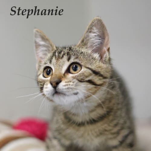 Stephanie