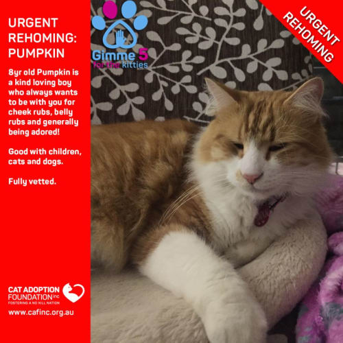 Pumpkin Private Rehoming No Charge!