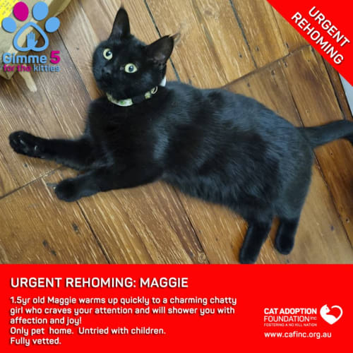 Maggie No Charge Private Rehoming!