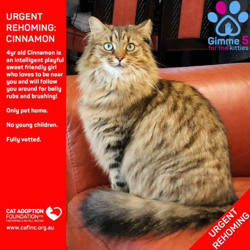 Cinnamon Urgent Rehoming No Charge