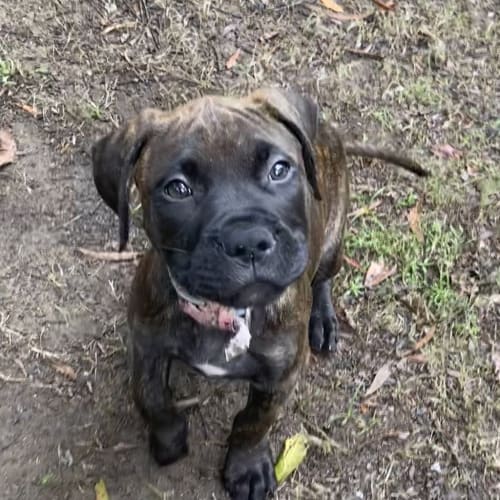 Nahla