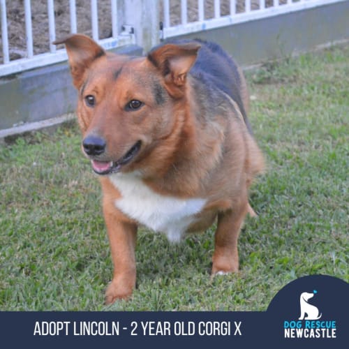 No photo for Lincoln   2 Year Old Corgi X