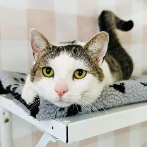 Tic Tac - Meet me at Nelly's Ark in Fairfield