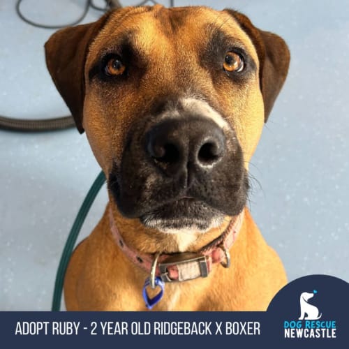 Ruby - 2 Year Old Ridgeback X Boxer (Trial)