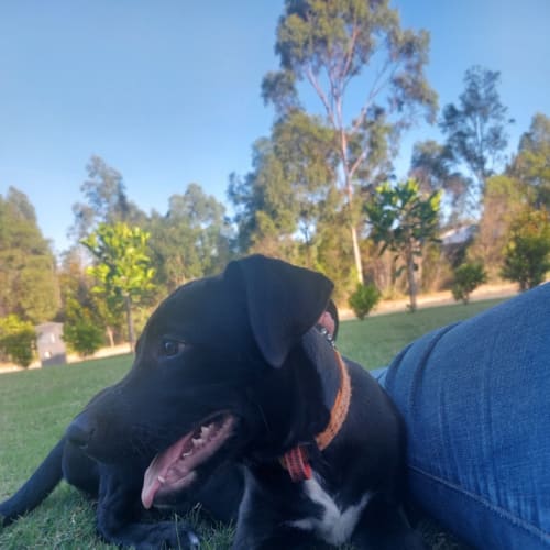 Pikelet  (Was Lexi (Jd6)