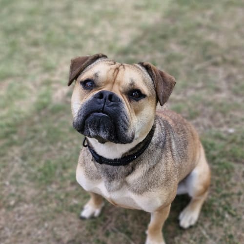 Odie