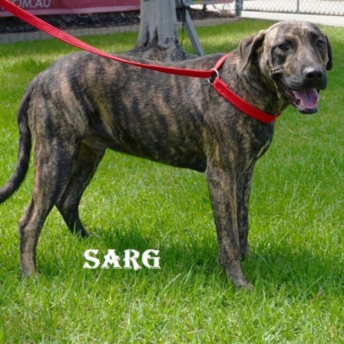 Sarg
