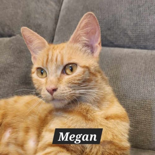 Megan
