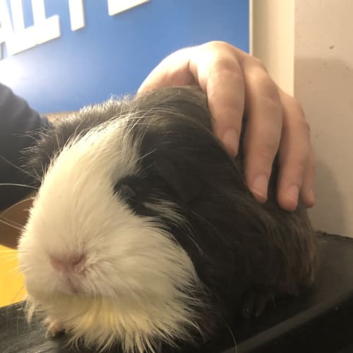 Daisy