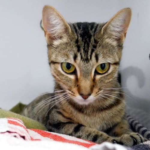 Potato Cake SUA012405