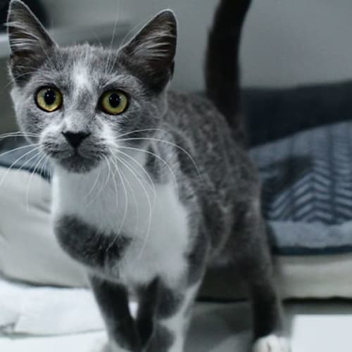 Suki